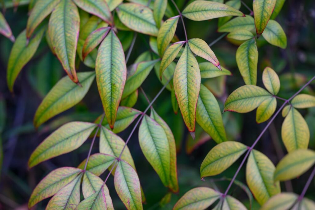 Himmelsbambus mit Chlorose