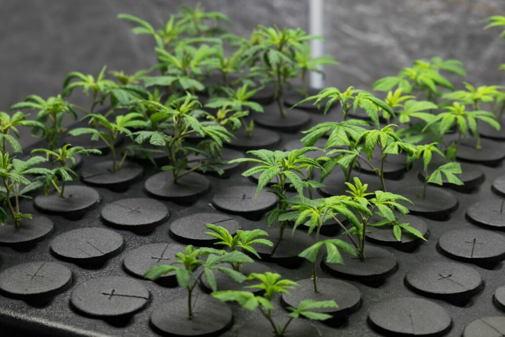 Junge Cannabisstecklinge in Anzuchtplatte