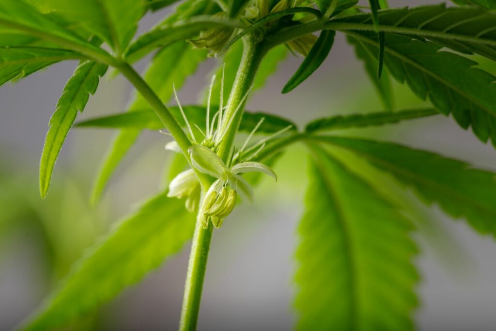 Männliche Cannabisblüte