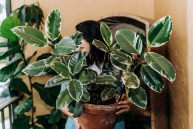 Gummibaum-Arten & Sorten: Ficus elastica ˈRobustaˈ und Co.