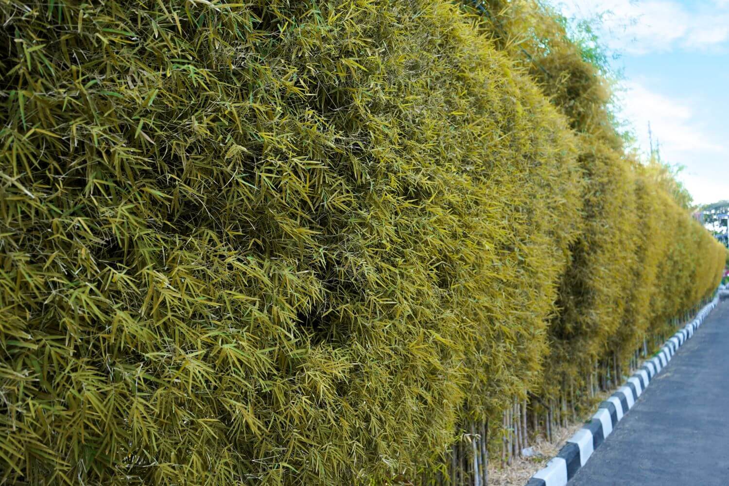 Bambus als Sichtschutz für Balkon & Garten