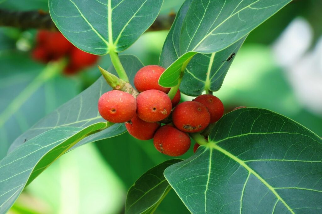 Banyanbaum rote Früchte