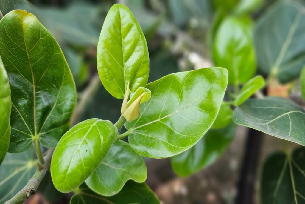 Junge Blätter am Bengalischen Feigenbaum