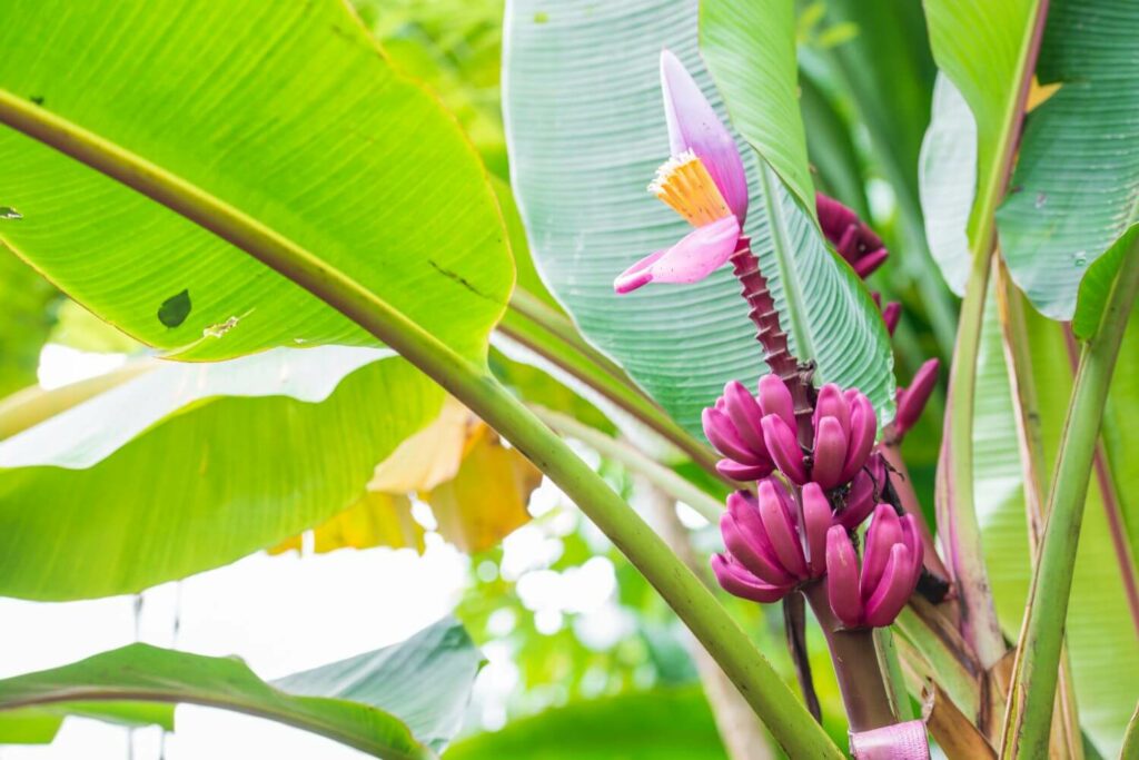 Exotische Zimmerpflanze mit rosa Blüten