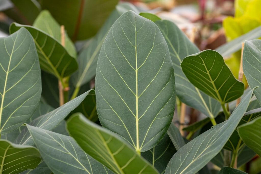 Blätter des Ficus bengalhensis ˈAudreyˈ