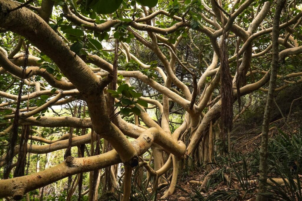 Großer Ficus benghalensis