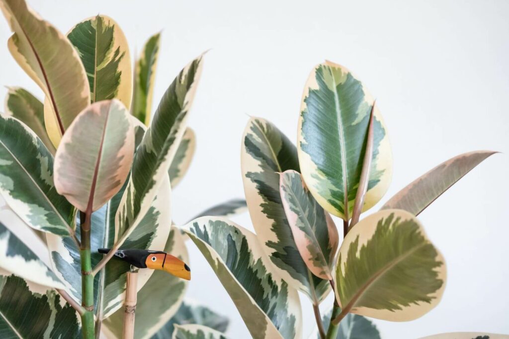 Ficus elastica ˈTinekeˈ