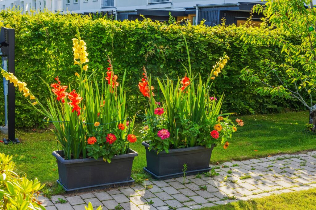 Bunte Gladiolen im Topf
