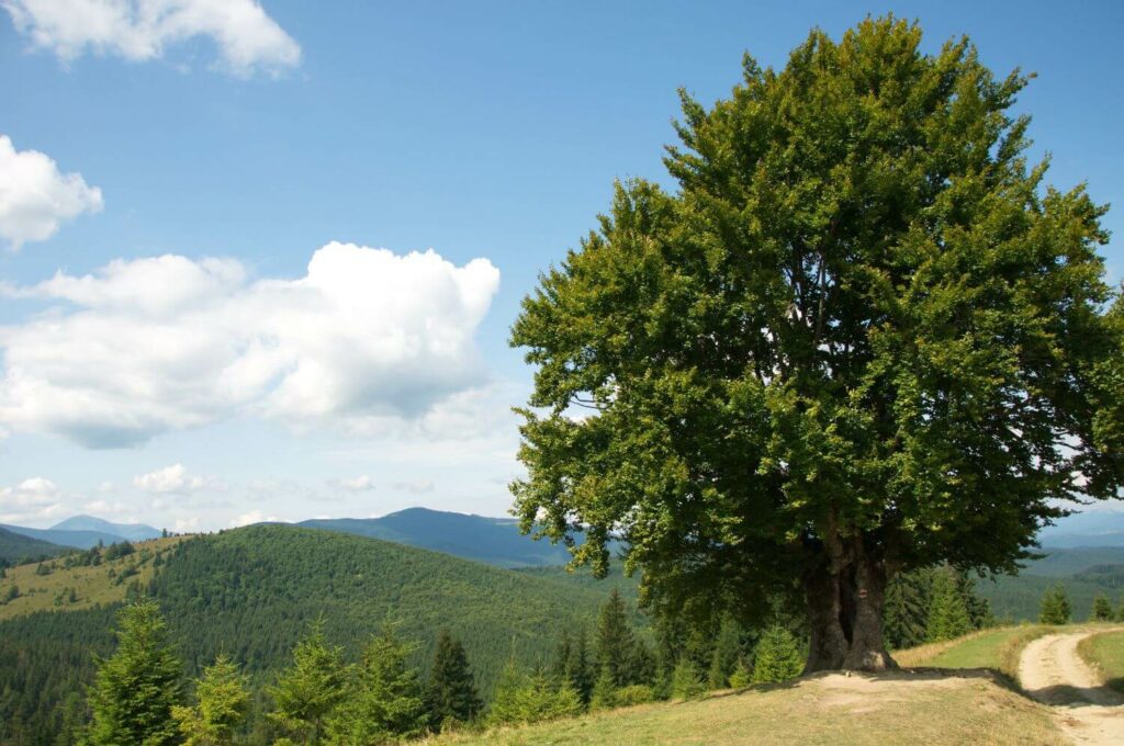 Große Hainbuche