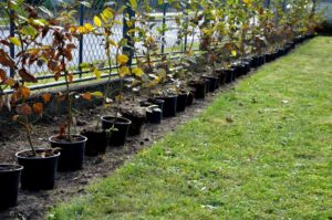 Hainbuche pflanzen Wann, wo & wie? Plantura