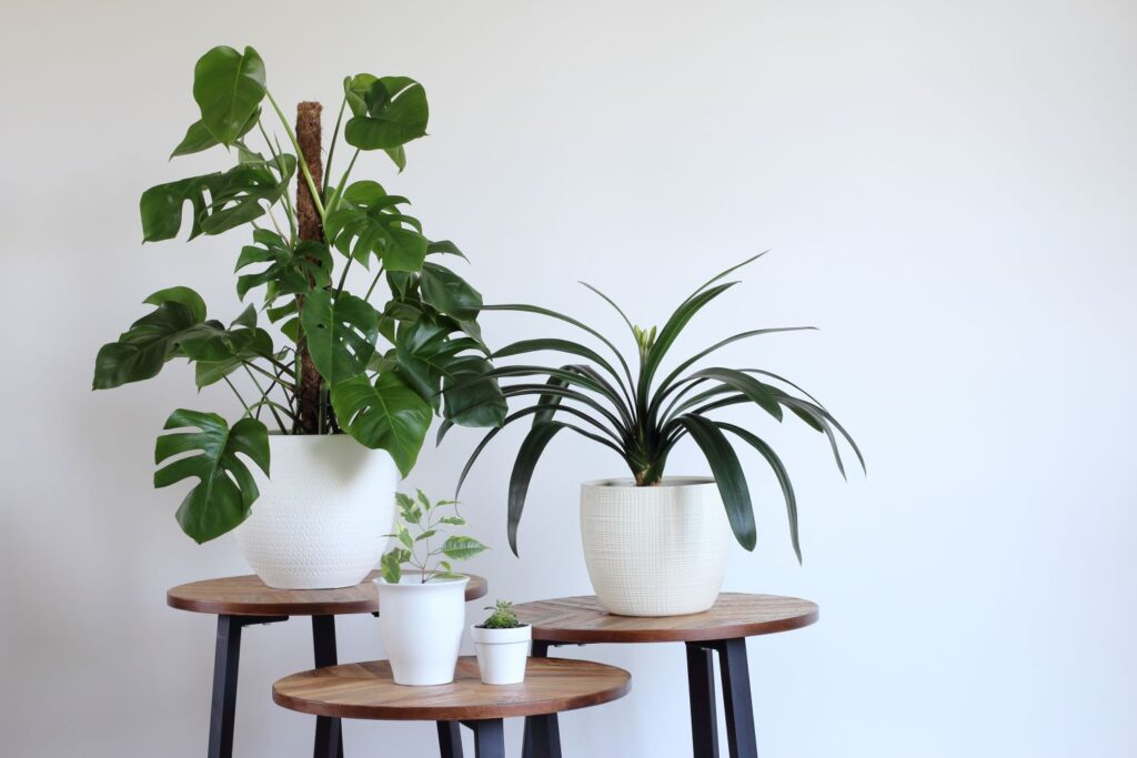 Monstera mit Moostab