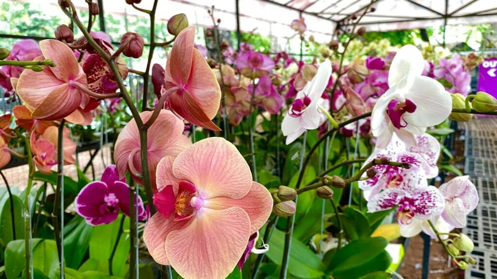 Orchideen mit rosa Blüten