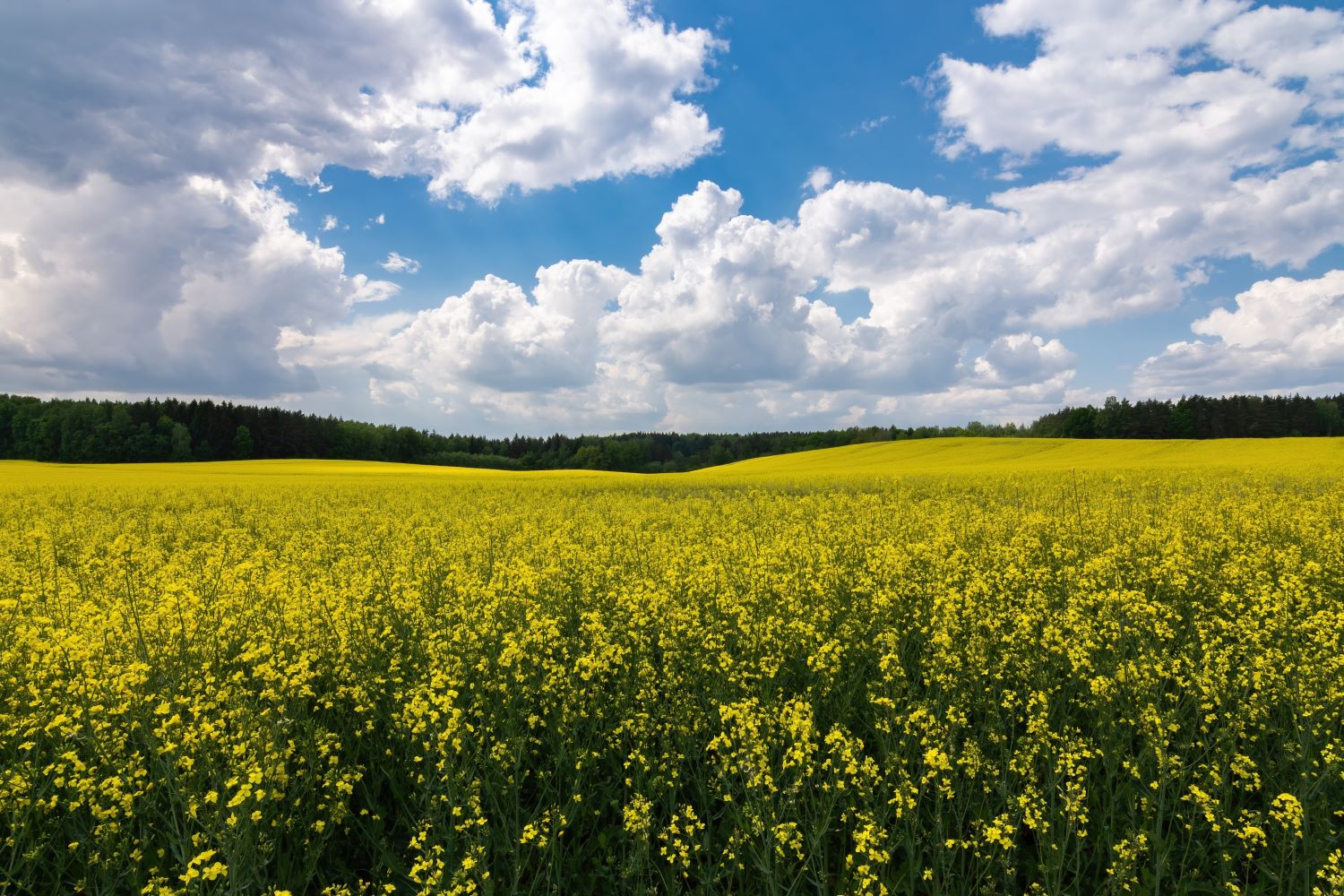 Bauernregeln: Die alten Wetterregeln für den eigenen Garten nutzen