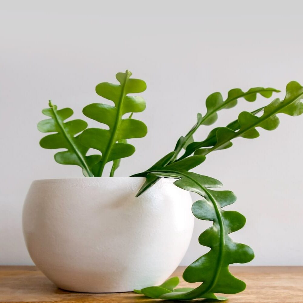 monstera adansonii klotzschiana Buy Rare Monstera klotzschiana Online