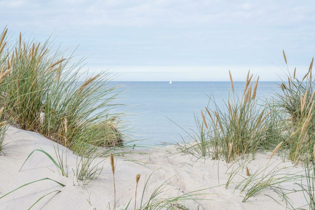 Strandroggen-Pflanzen am Meer