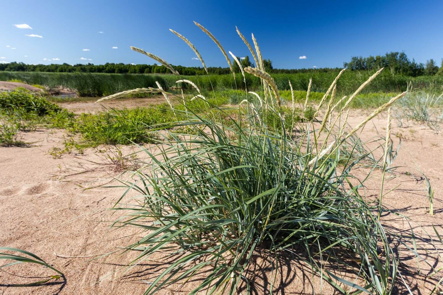 Strandroggen: Im Kübel pflanzen & schneiden