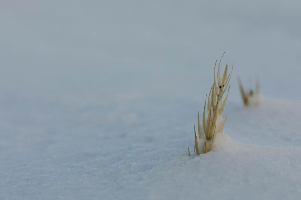 Schneebedeckter Strandroggen