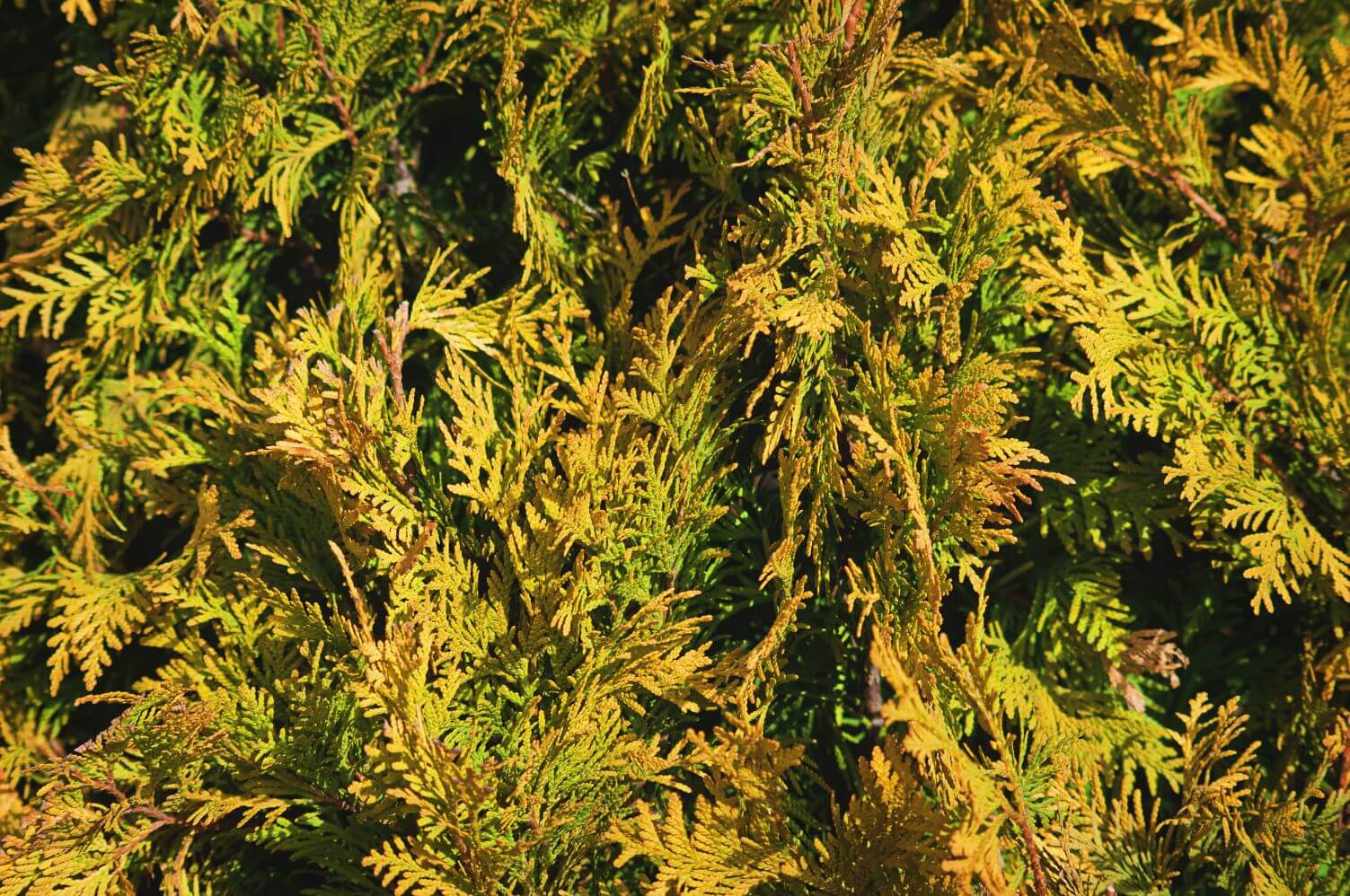 Thuja Notfall Erkennen Und Bekampfen Sie Diese Gefahrlichen Krankheiten Mit Bildernfeed