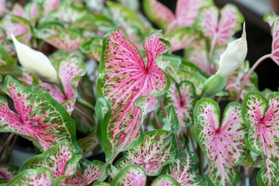Rosa Zimmerpflanzen: Rosa Blätter & Blüten