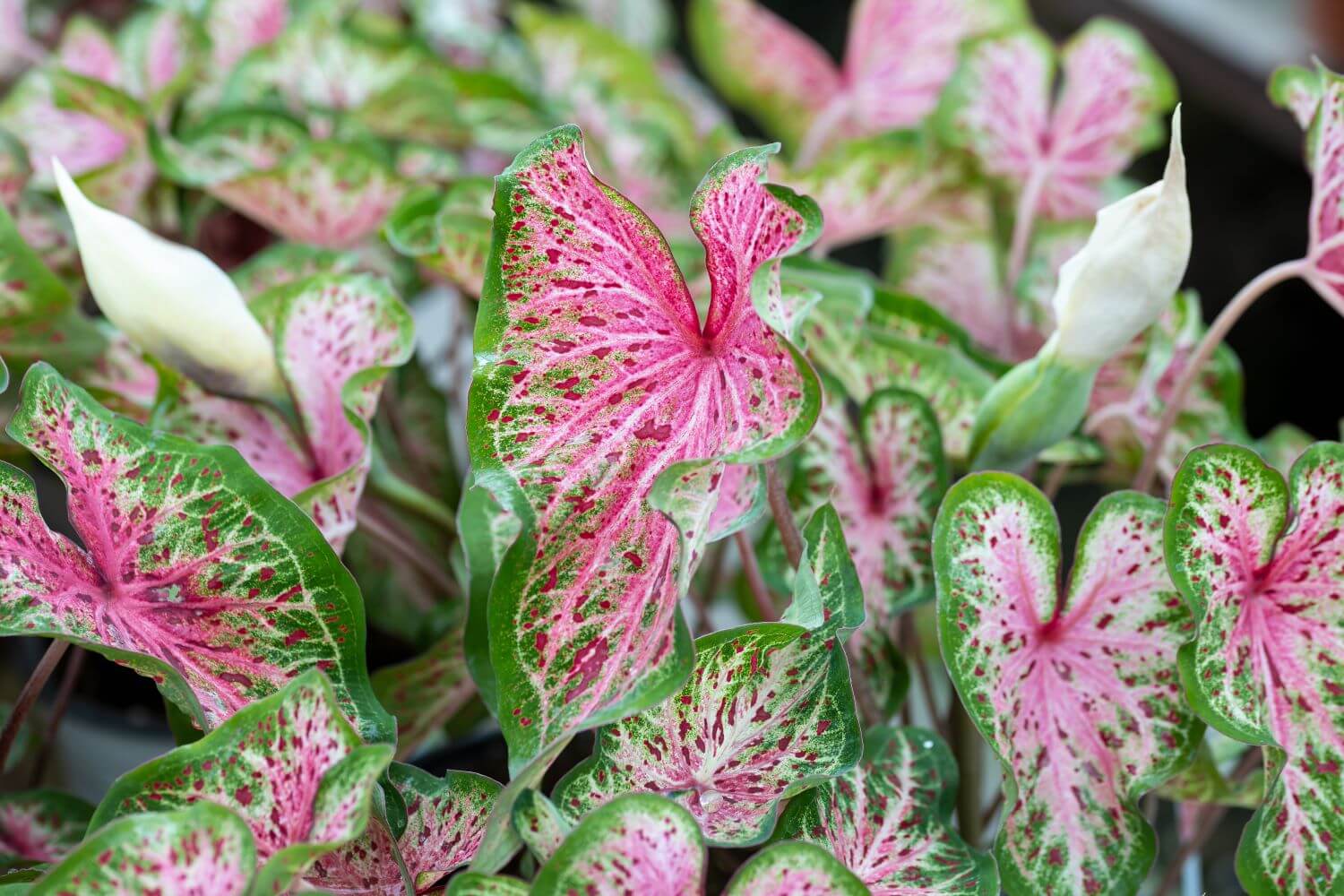 heimische blumenwiese saatgut 100 g BIO Wildblumen-Saatgut main image 0