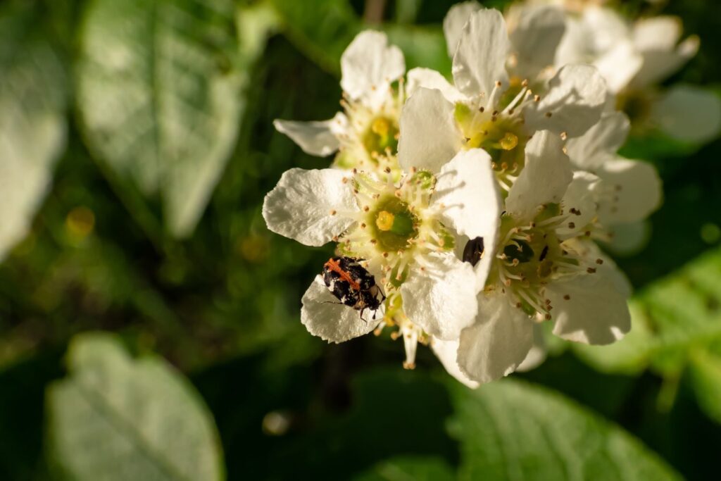 Teppichkäfer auf Blume