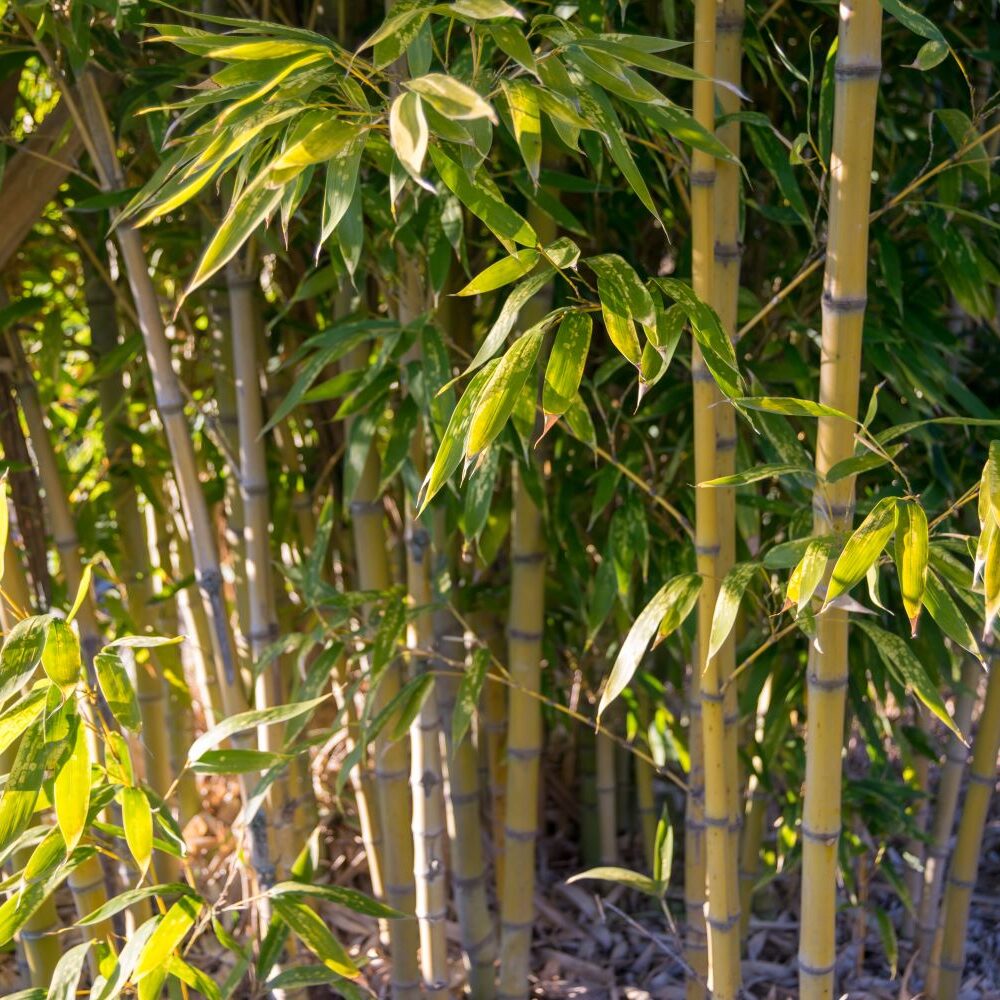 dracaena fragrans wachstum Dracaena fragrans - 25 cm