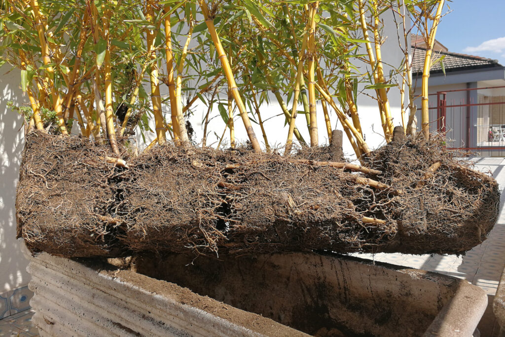 Bambus Rhizome