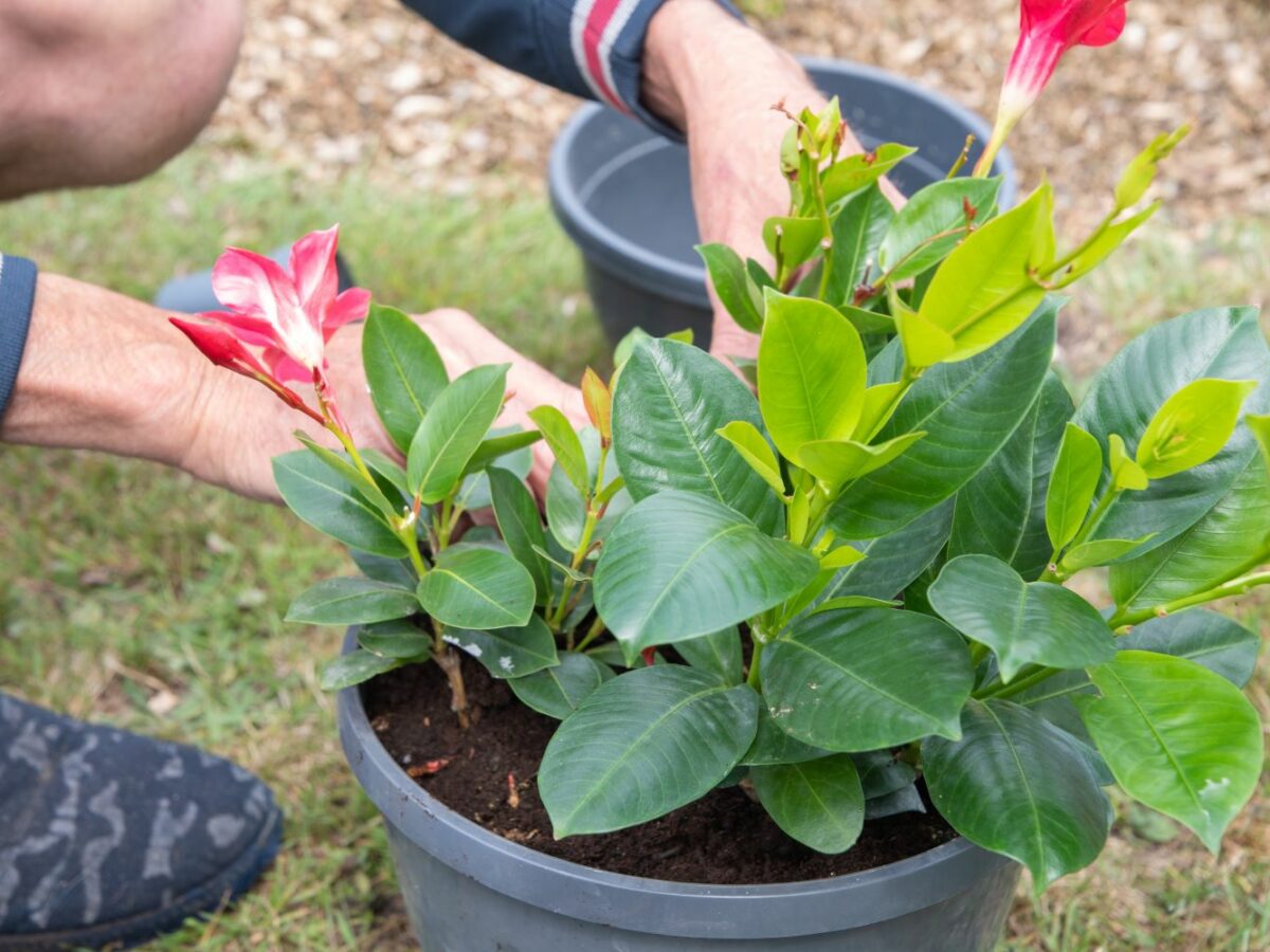 Dipladenia pflanzen: Standort, Erde & Rankhilfe - Plantura