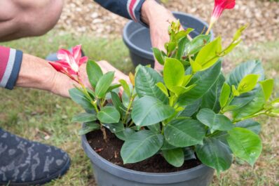 Dipladenia pflanzen: Standort, Erde & Rankhilfe