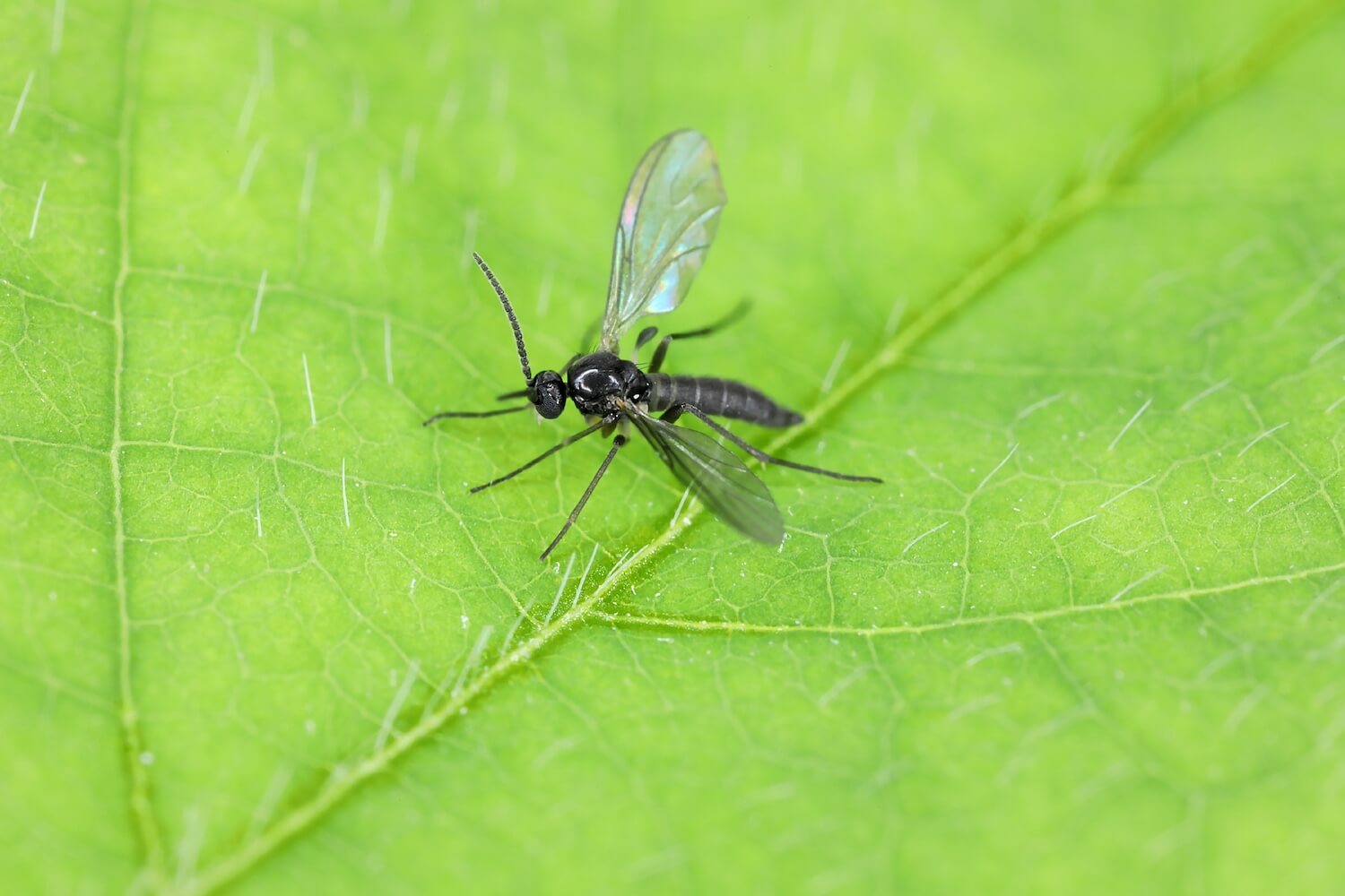 Fliegen in Blumenerde Trauermücken Plantura