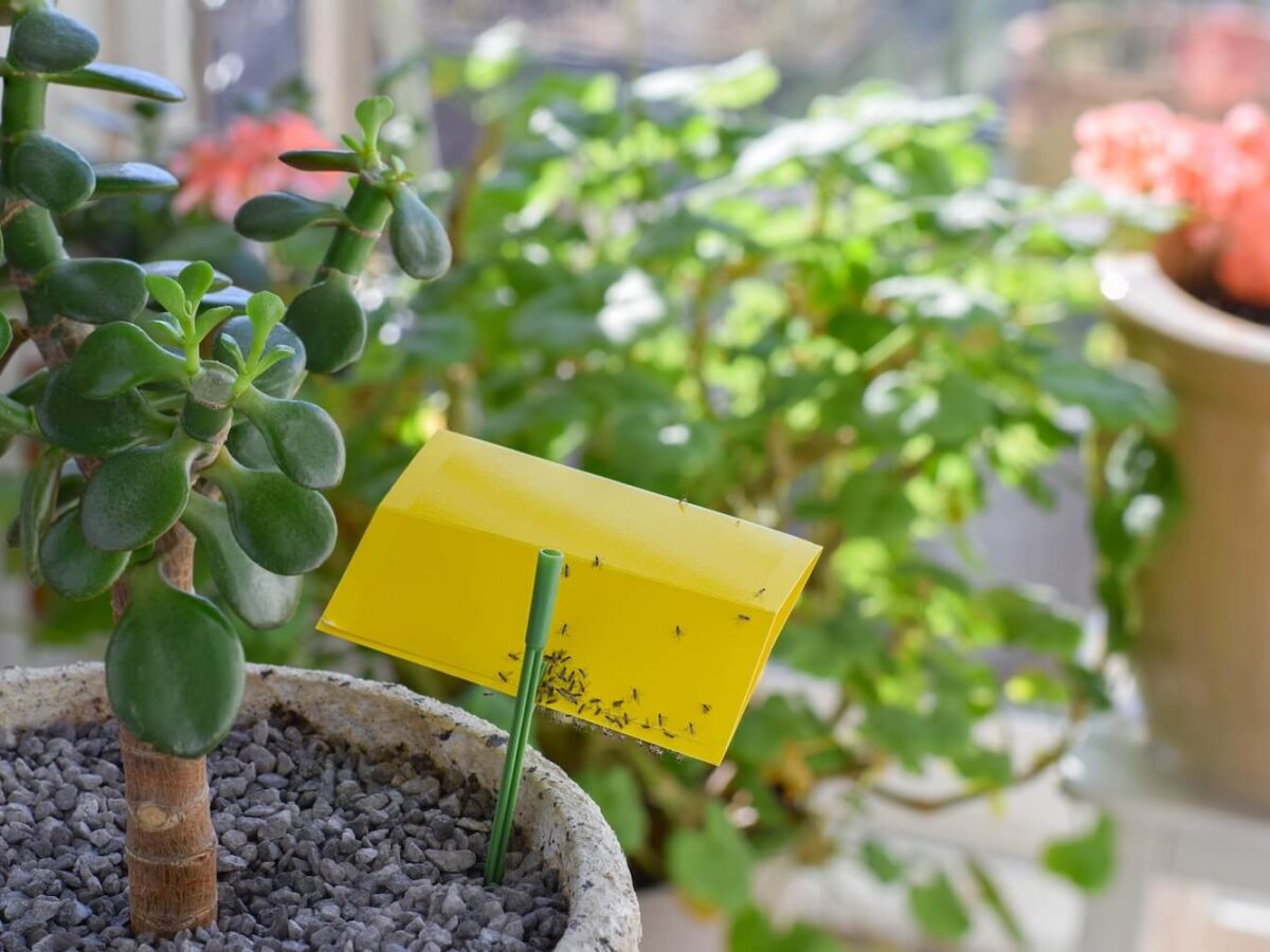 Fliegen in Blumenerde: Trauermcken - Plantura