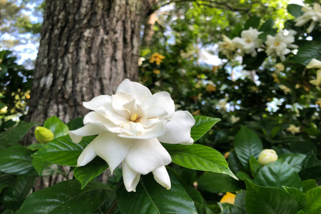 Gardenienblüte im Garten