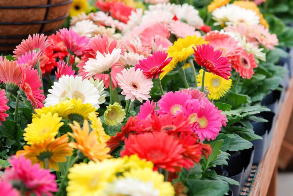 Bunte Gerbera-Blume