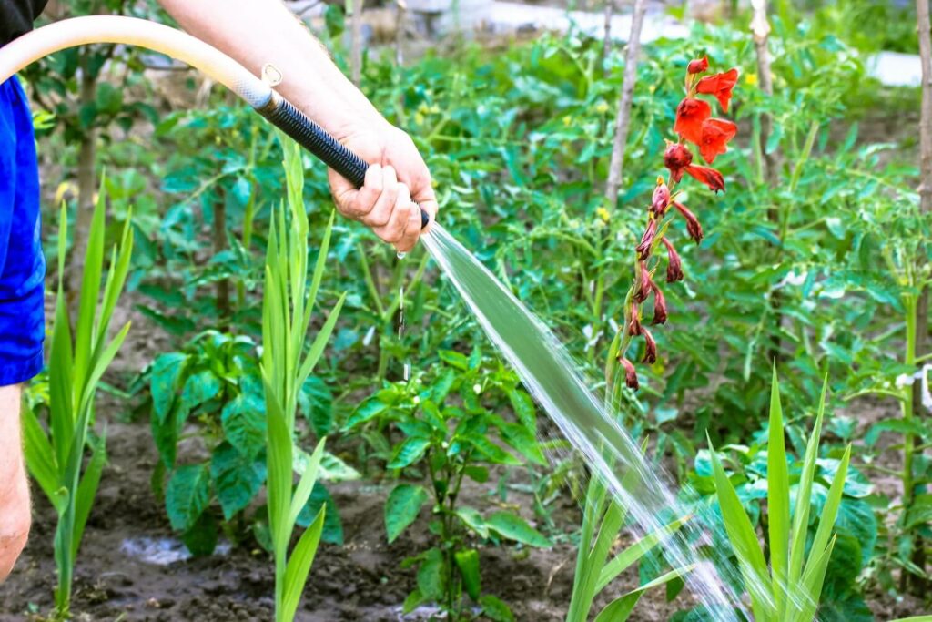 Eine Gladiole im Garten