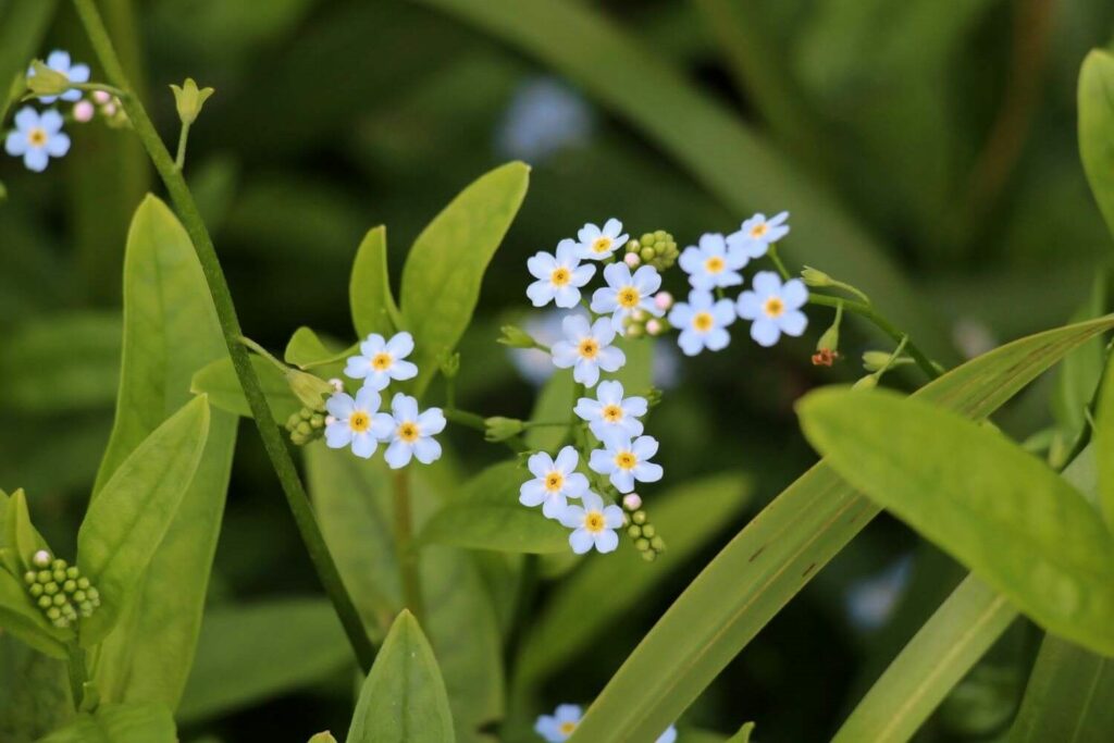 Vergissmeinnicht-Blume mit Blüten und dezenten Knospen