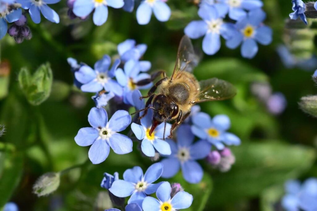 Biene auf einer Vergissmichnicht-Blume