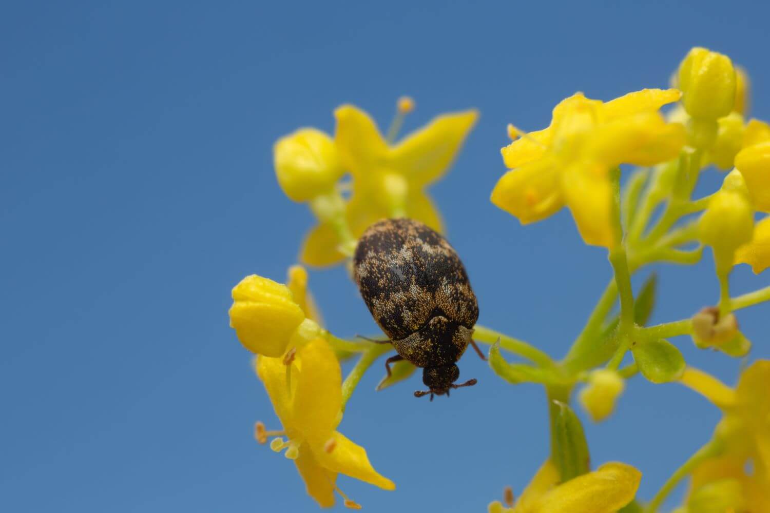 Museumskäfer: Bekämpfen & erkennen