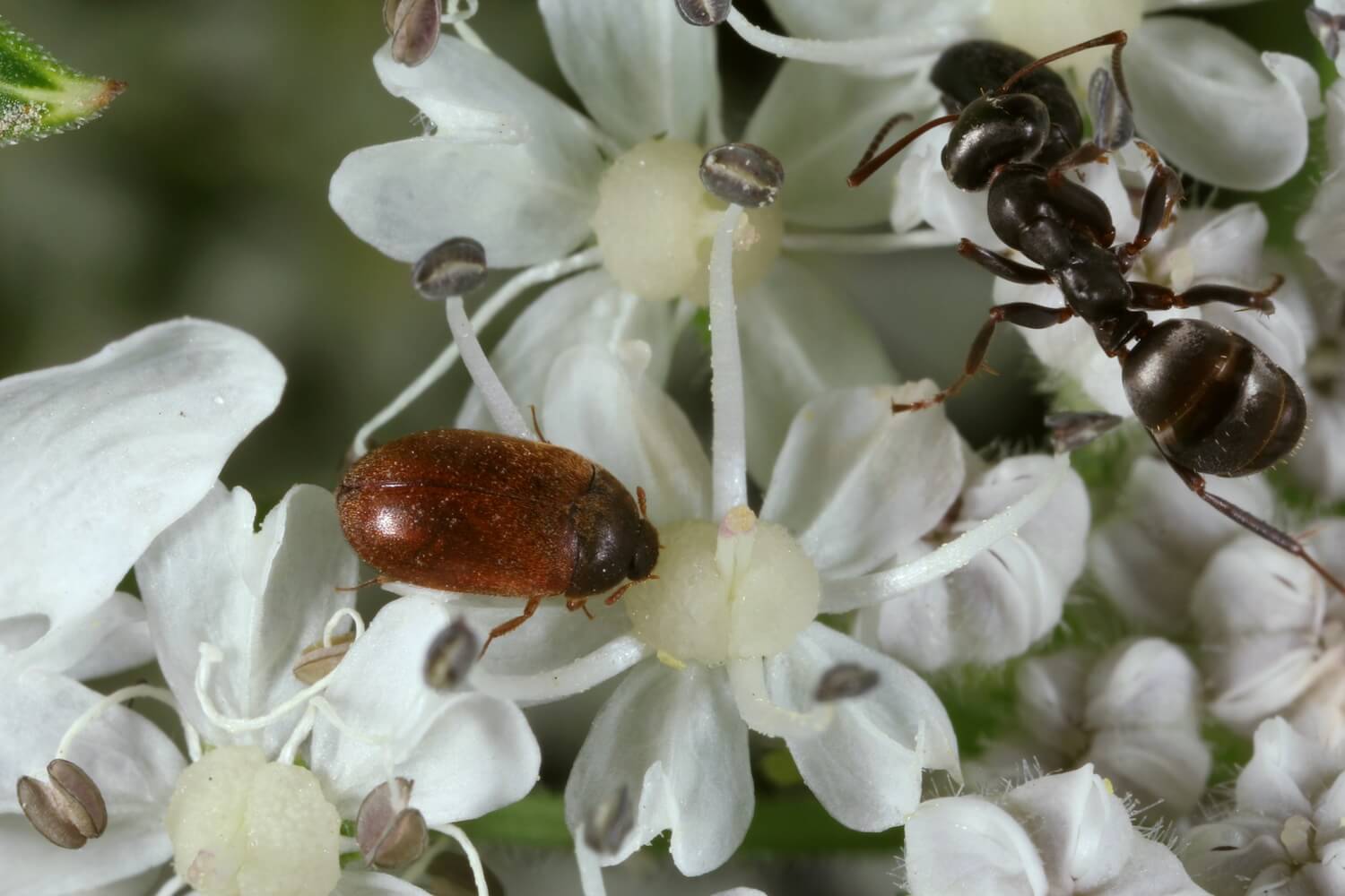 Pelzkäfer: Bekämpfung & Aussehen