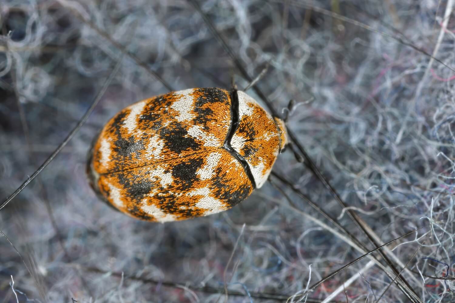 Wollkrautblütenkäfer: Bekämpfen, Größe & Gefährlichkeit