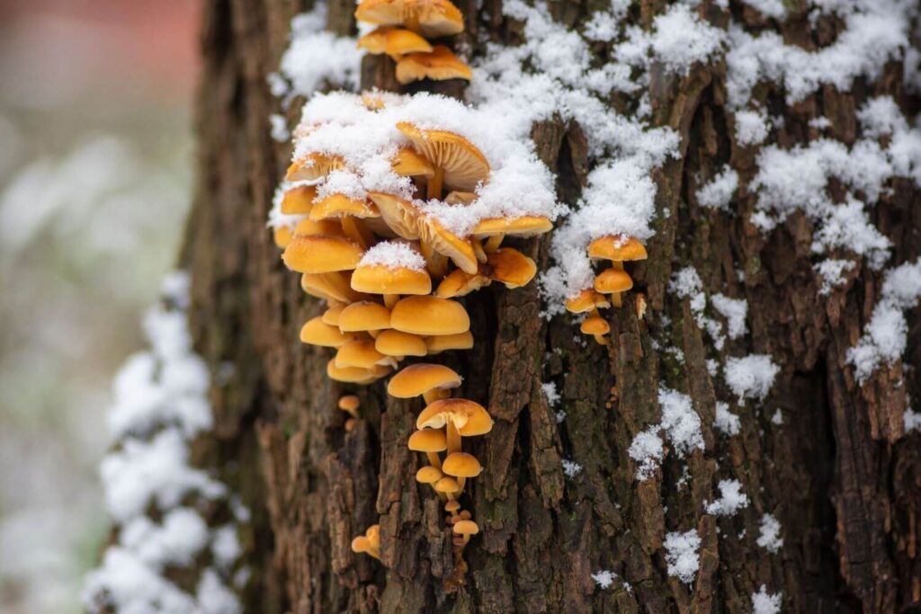 Winterpilze am Baum