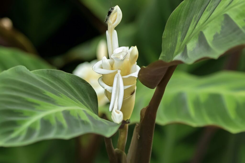 Calathea warscewiczii mit weißer Blüte