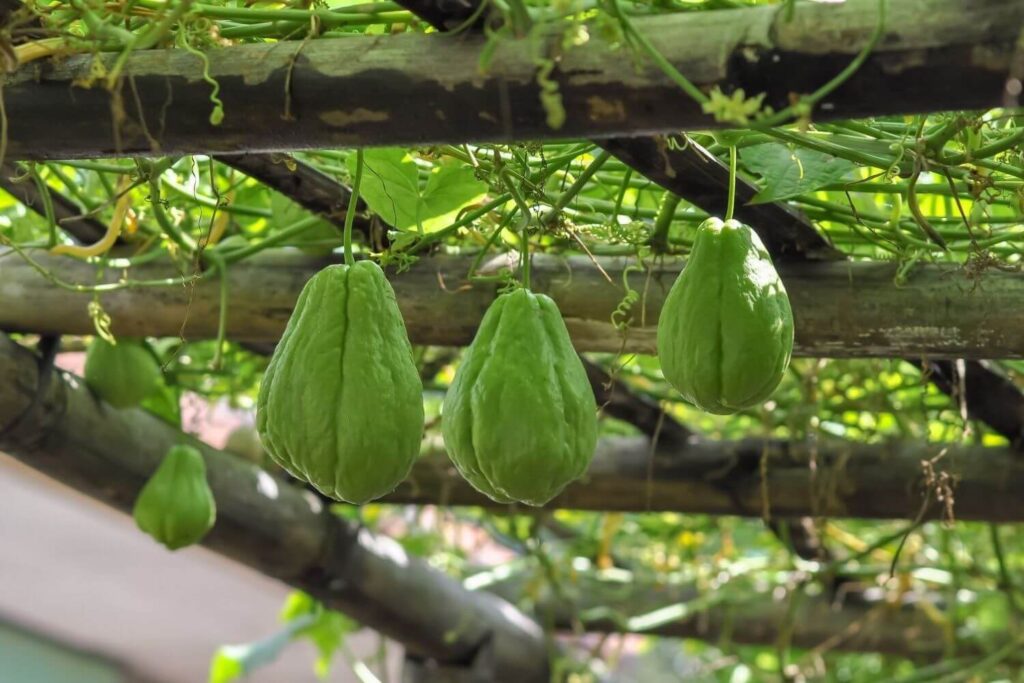 Chayote Pflanzen, pflegen & ernten Plantura