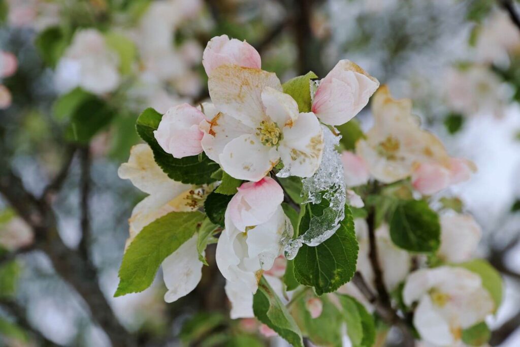 Gefrorene Blüte