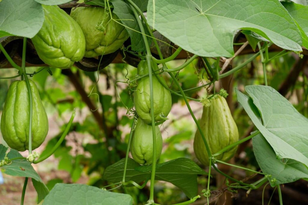 Chayote im Garten