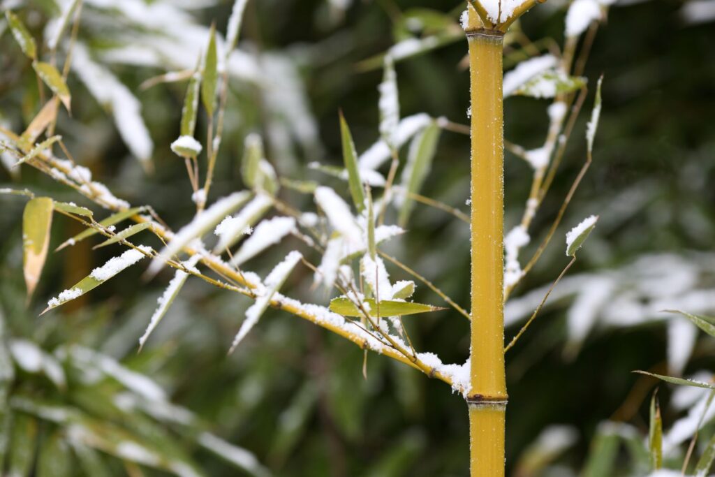 Bambus mit Schnee