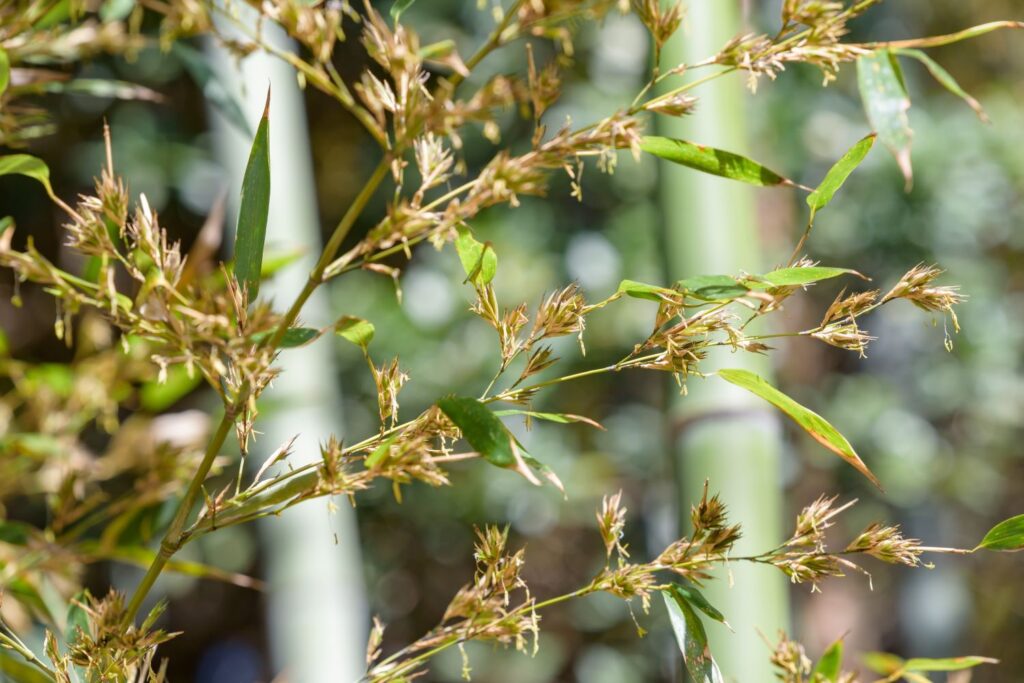Bambus Blüte