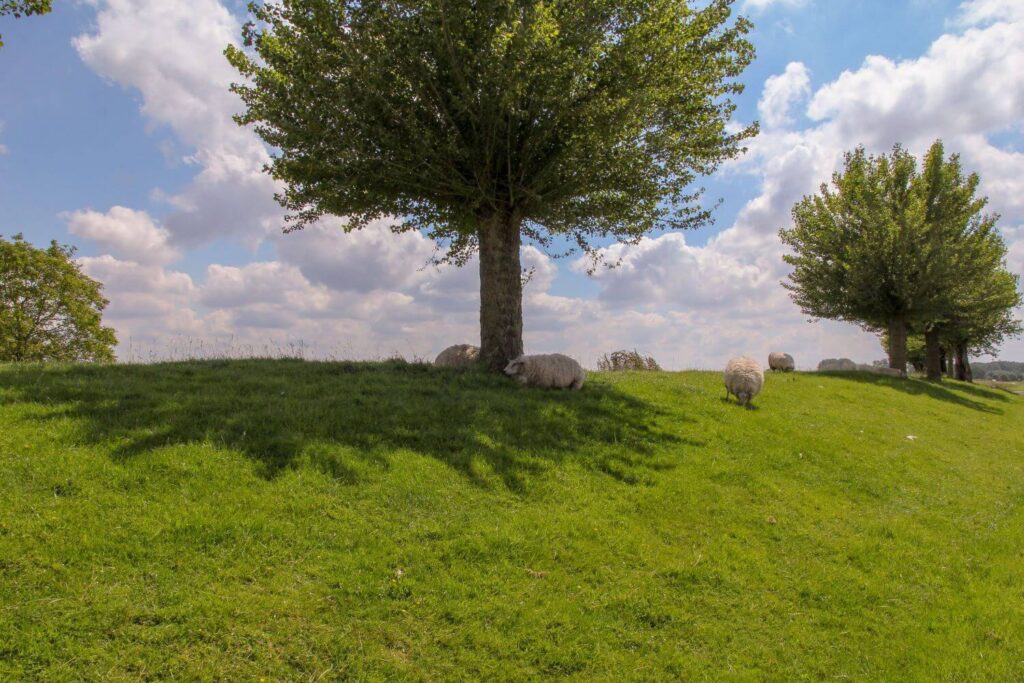 Kopfweide Baum