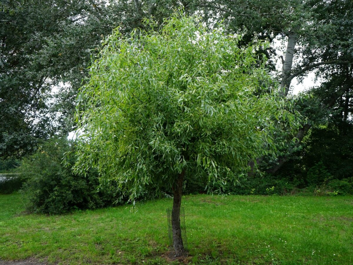 ab wann lohnt sich ein knstlicher weihnachtsbaum Weihnachtsbaum Nordlys
