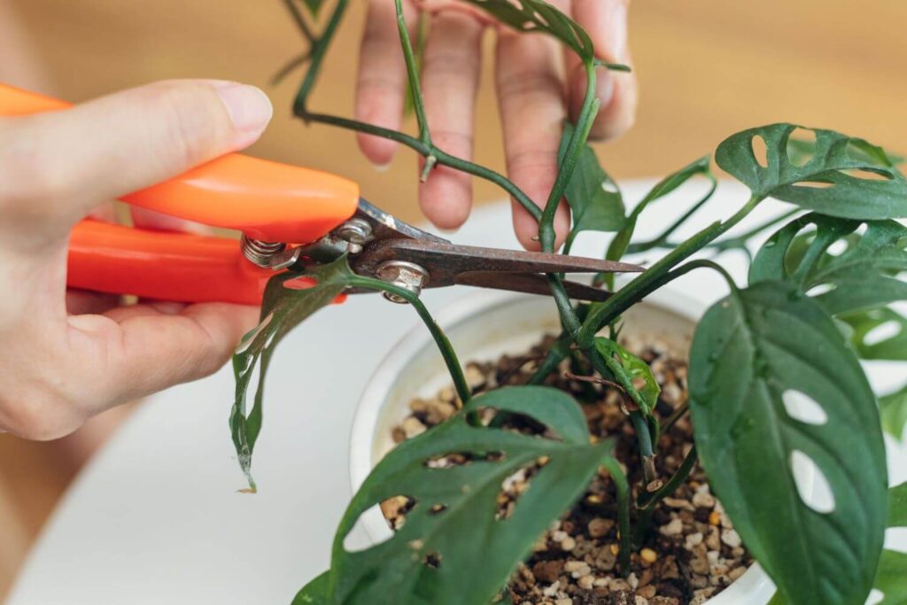 Monstera Steckling schneiden