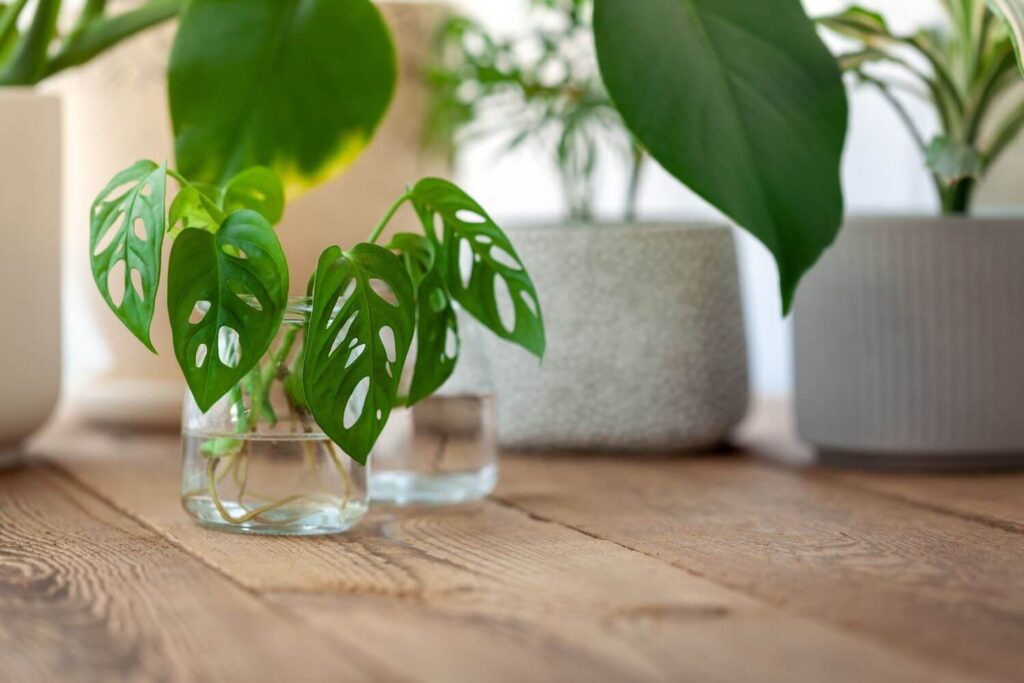 Monstera vermehren